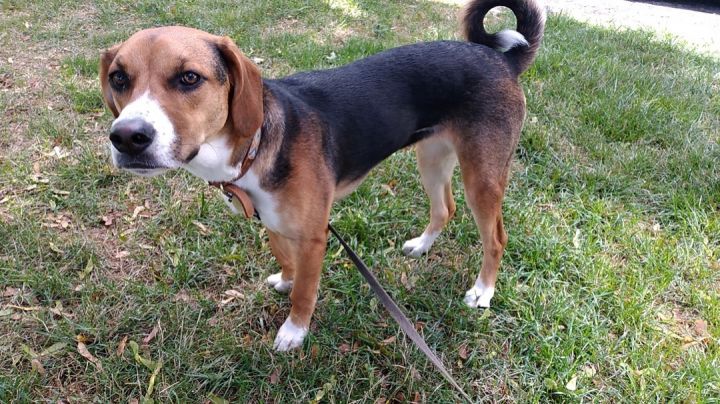 Lilac, an adopted Beagle & Harrier Mix in Rochester, NY_image-4