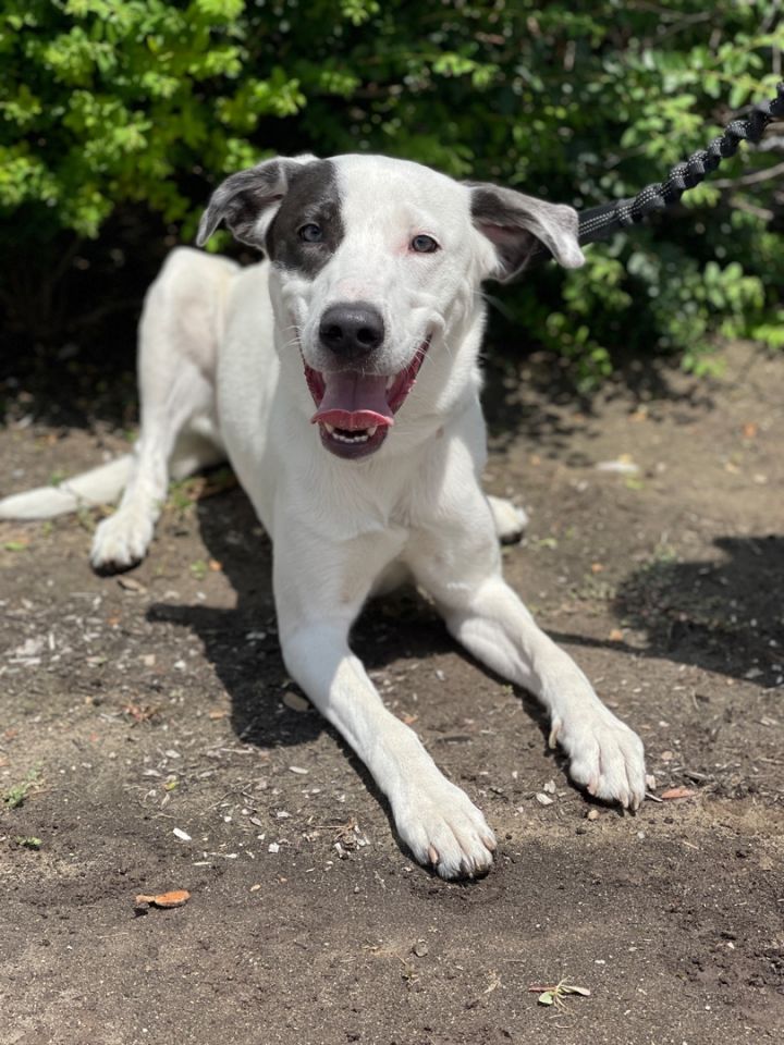 Cattle dog hot sale great pyrenees mix