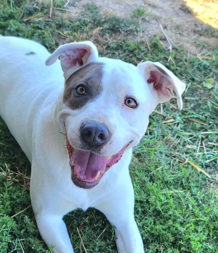 australian cattle dog pitbull mix