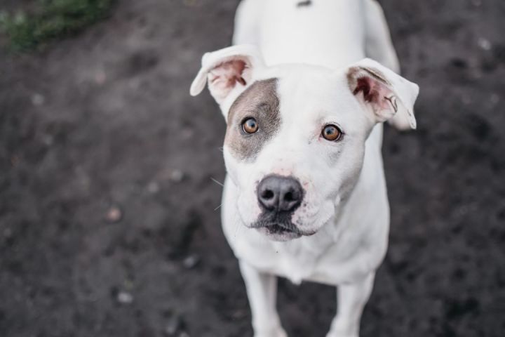 Australian cattle hot sale pitbull mix