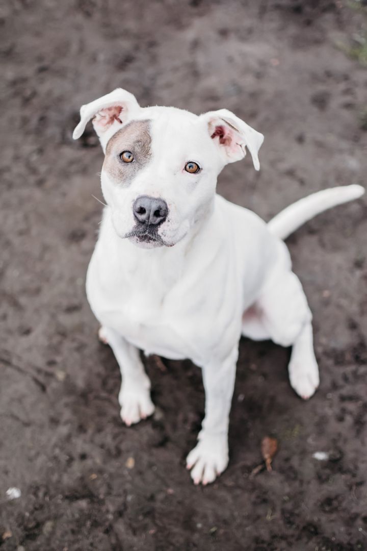 Australian blue heeler pitbull hot sale mix