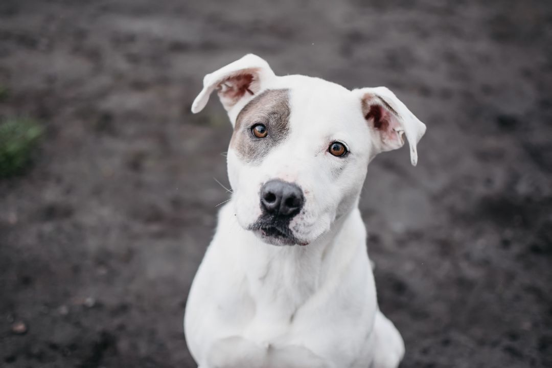 Heeler and deals pitbull mix