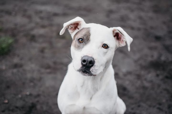 Pit bull terrier australian cattle store dog mix