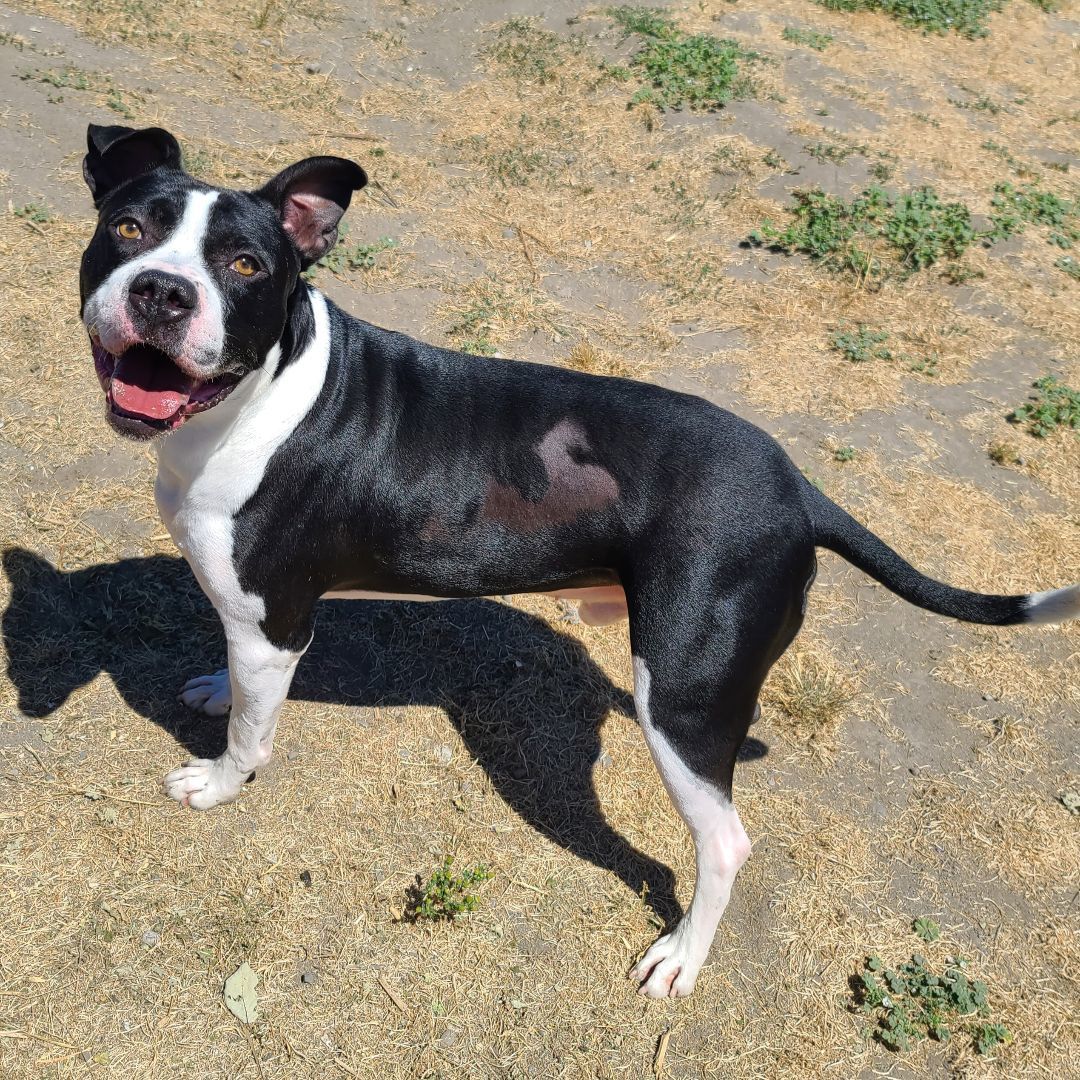 Murphy, an adoptable Boxer, Pit Bull Terrier in Longview, WA, 98632 | Photo Image 2