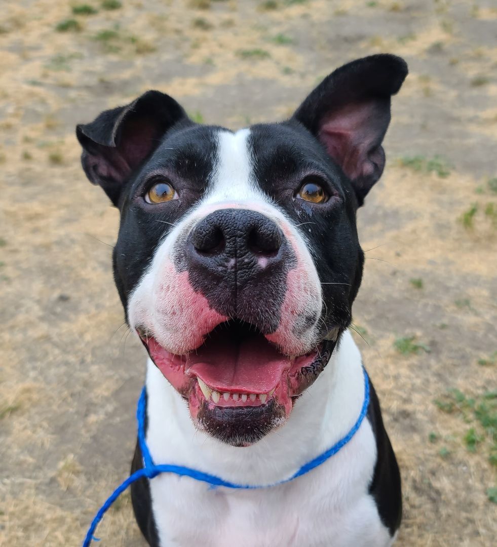 Murphy, an adoptable Boxer, Pit Bull Terrier in Longview, WA, 98632 | Photo Image 3