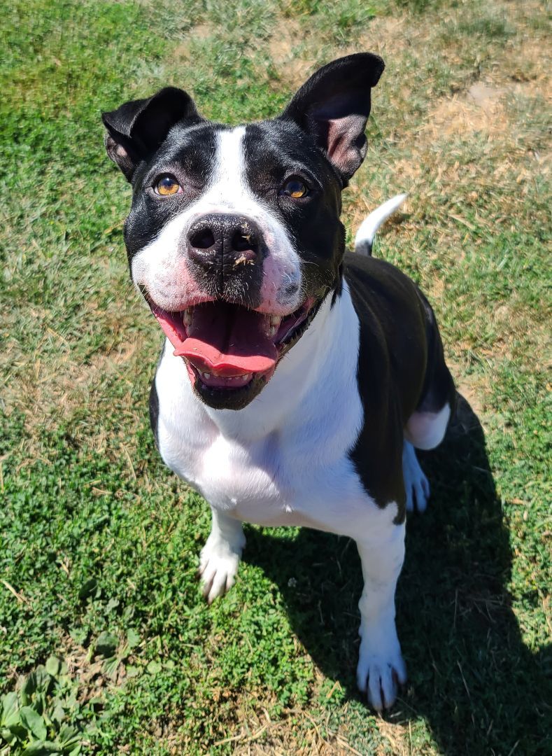 Murphy, an adoptable Boxer, Pit Bull Terrier in Longview, WA, 98632 | Photo Image 4