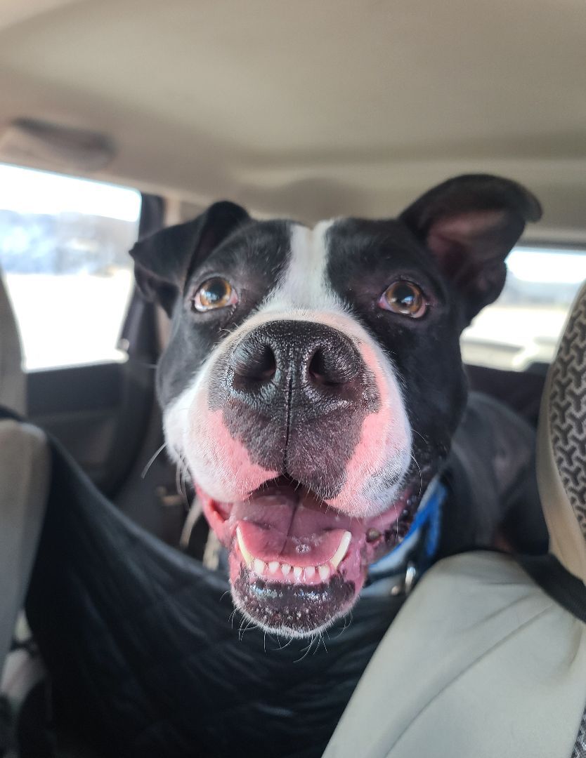 Murphy, an adoptable Boxer, Pit Bull Terrier in Longview, WA, 98632 | Photo Image 5