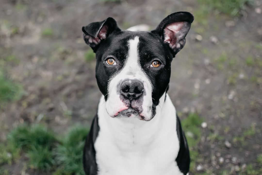 Murphy, an adoptable Boxer, Pit Bull Terrier in Longview, WA, 98632 | Photo Image 1