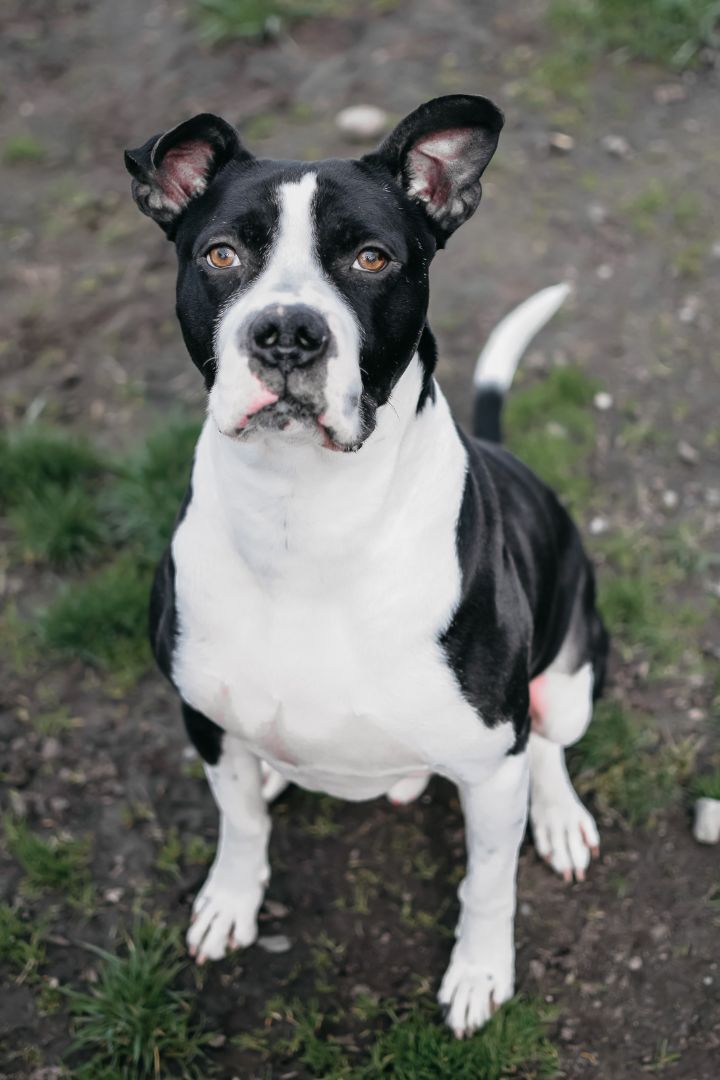 Murphy, an adoptable Boxer, Pit Bull Terrier in Longview, WA, 98632 | Photo Image 6