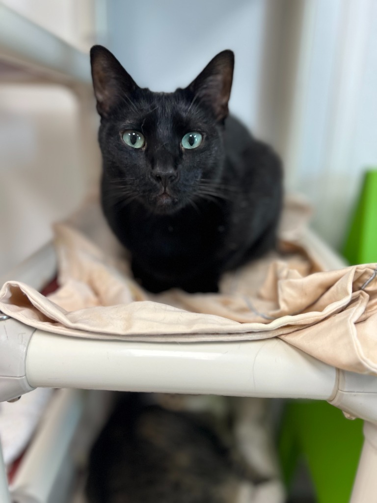 Emmitt, an adoptable Domestic Short Hair in Corpus Christi, TX, 78414 | Photo Image 1