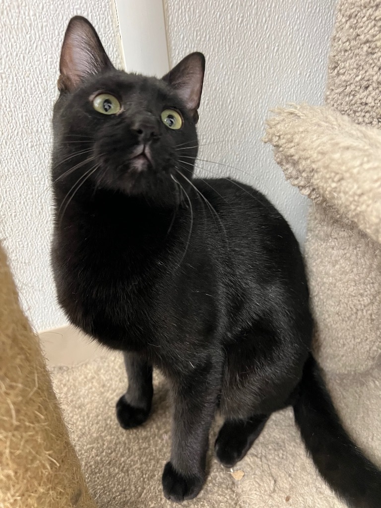 Emmitt, an adoptable Domestic Short Hair in Corpus Christi, TX, 78414 | Photo Image 2