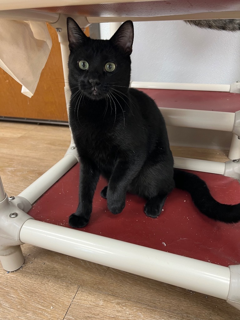 Emmitt, an adoptable Domestic Short Hair in Corpus Christi, TX, 78414 | Photo Image 3