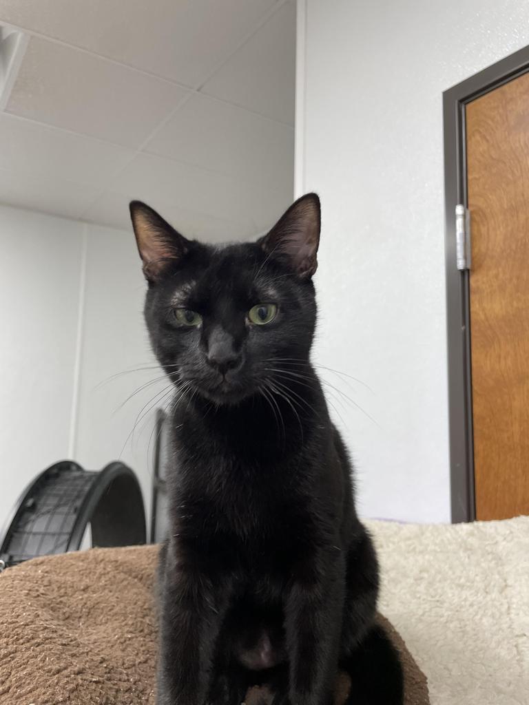 Emmitt, an adoptable Domestic Short Hair in Corpus Christi, TX, 78414 | Photo Image 4