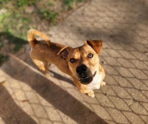 craigslist bellingham wa pets for sale