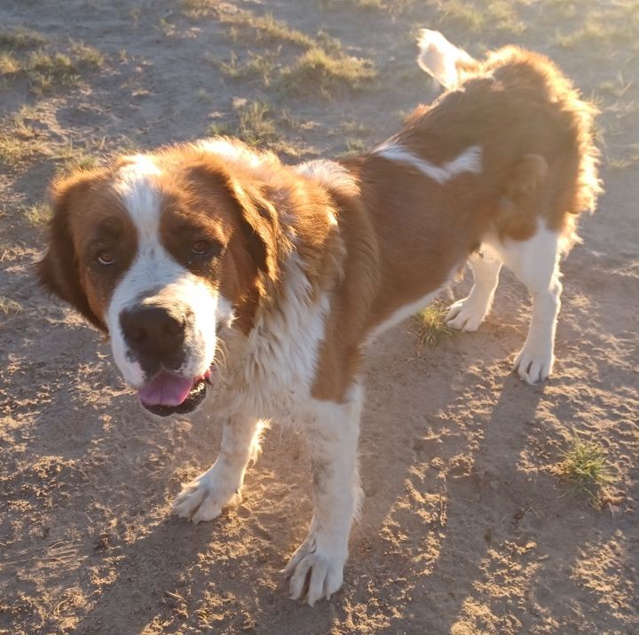 LUCY, an adoptable Saint Bernard in Sparks, NV, 89436 | Photo Image 1