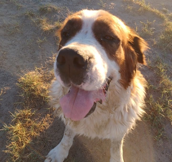LUCY, an adoptable Saint Bernard in Sparks, NV, 89436 | Photo Image 2