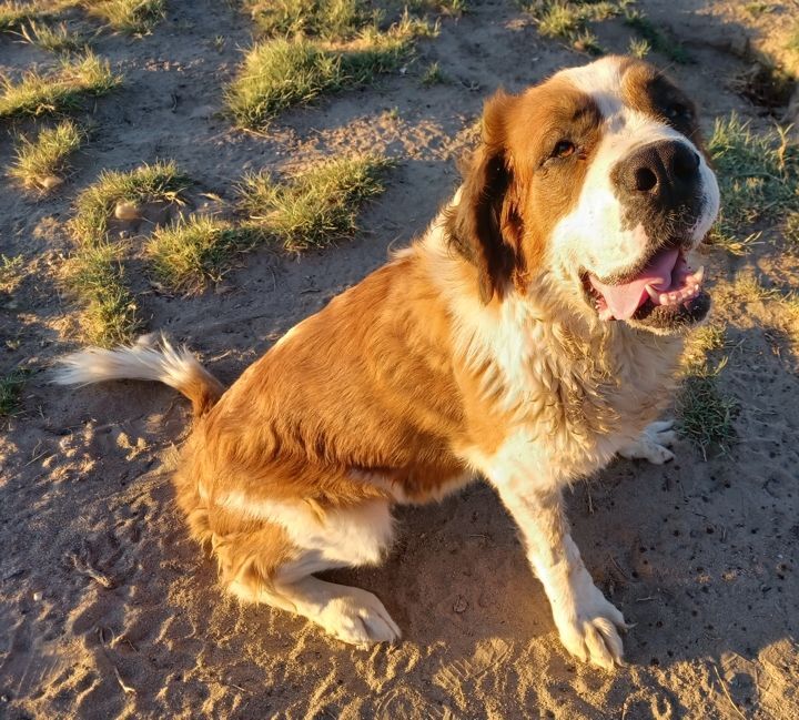 LUCY, an adoptable Saint Bernard in Sparks, NV, 89436 | Photo Image 5