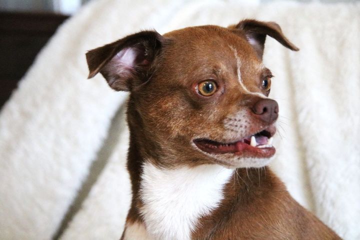 Dog for adoption - Foxy, a Pug & Beagle Mix in Fairhope, AL | Petfinder