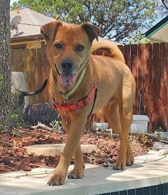 SORRELL, an adoptable Shar-Pei, Labrador Retriever in San Antonio, TX, 78216 | Photo Image 1
