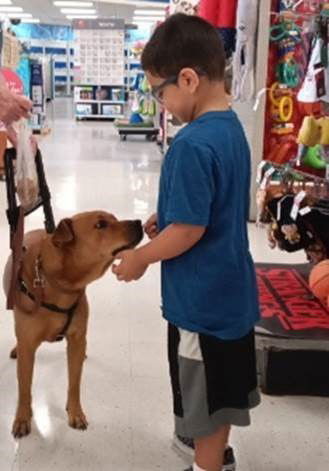 SORRELL, an adoptable Shar-Pei, Labrador Retriever in San Antonio, TX, 78216 | Photo Image 2