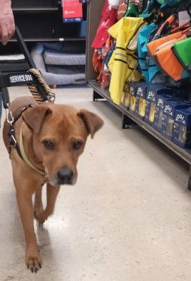 SORRELL, an adoptable Shar-Pei, Labrador Retriever in San Antonio, TX, 78216 | Photo Image 3