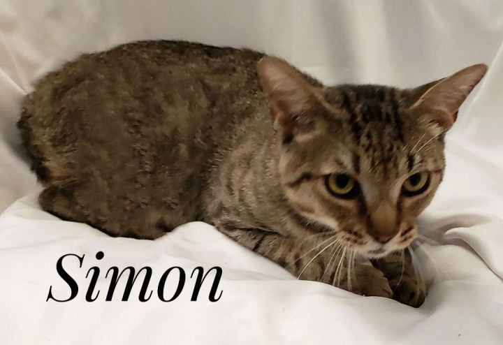 Cat for adoption - Simon, a Domestic Short Hair Mix in Slidell, LA