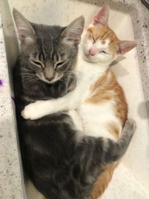 Saturn and Pluto are bonded 8 week old brothers looking for their forever home These boys are the s