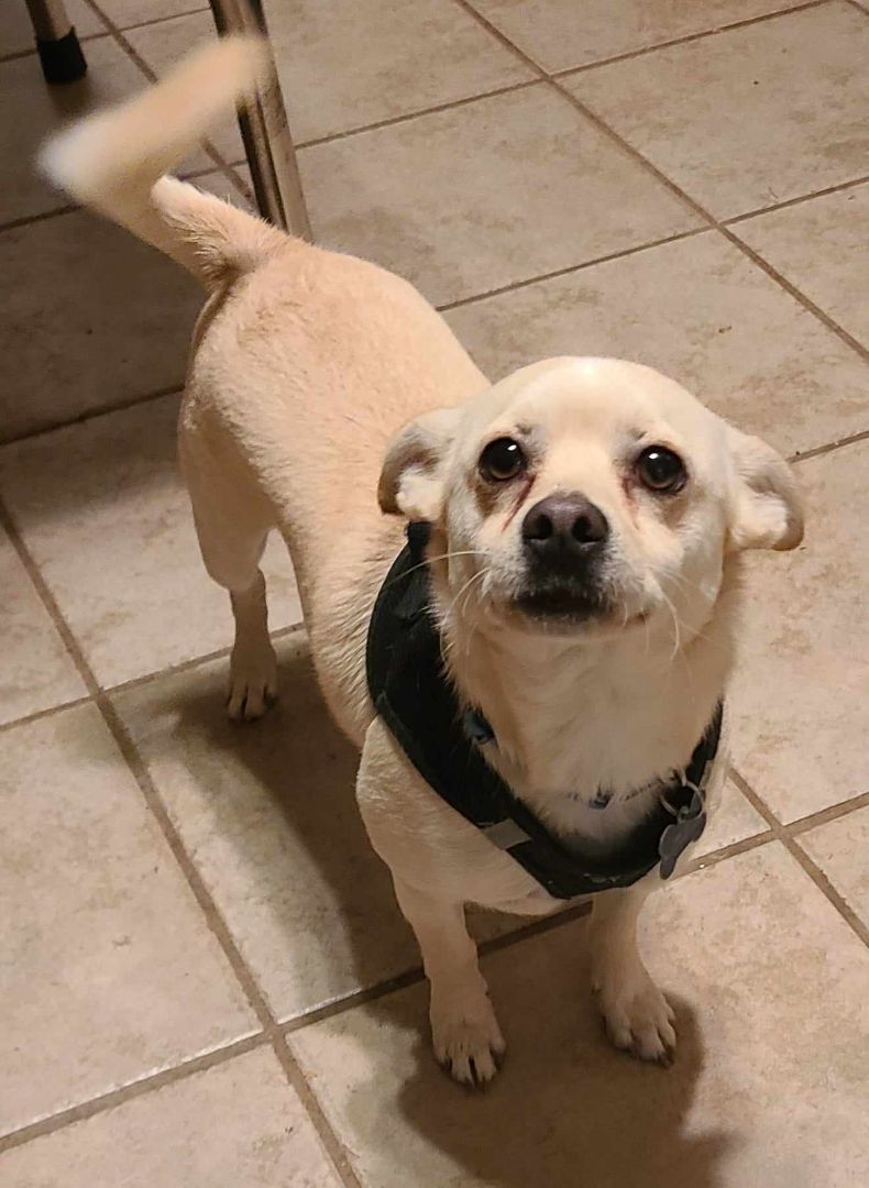 CORKY, an adoptable Chihuahua, Puggle in Grand Prairie, TX, 75050 | Photo Image 1