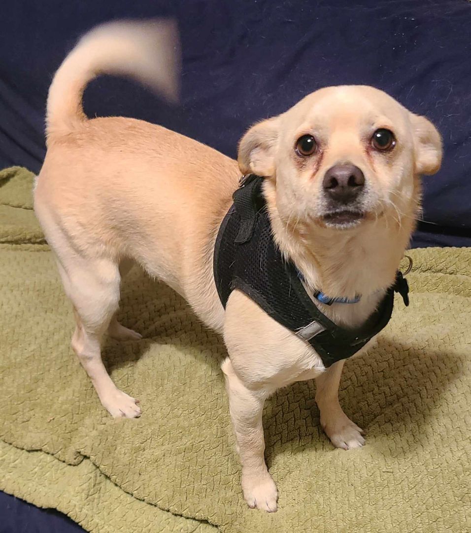 CORKY, an adoptable Chihuahua, Puggle in Grand Prairie, TX, 75050 | Photo Image 2