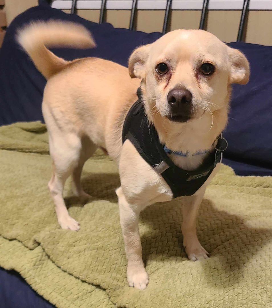 CORKY, an adoptable Chihuahua, Puggle in Grand Prairie, TX, 75050 | Photo Image 3
