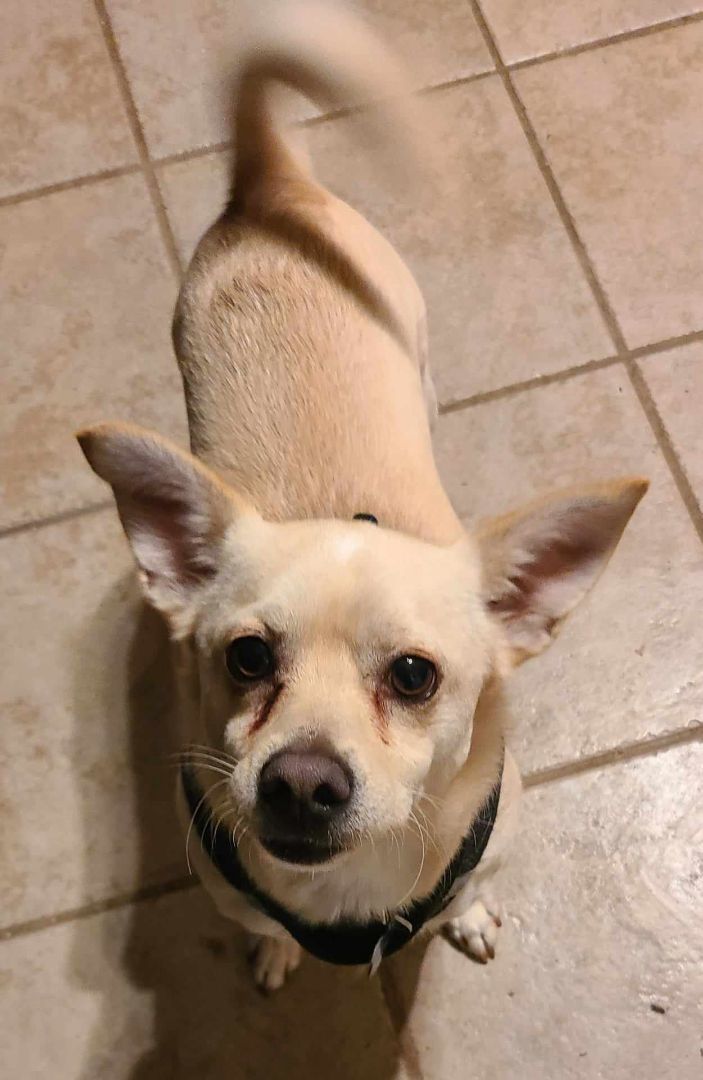CORKY, an adoptable Chihuahua, Puggle in Grand Prairie, TX, 75050 | Photo Image 4