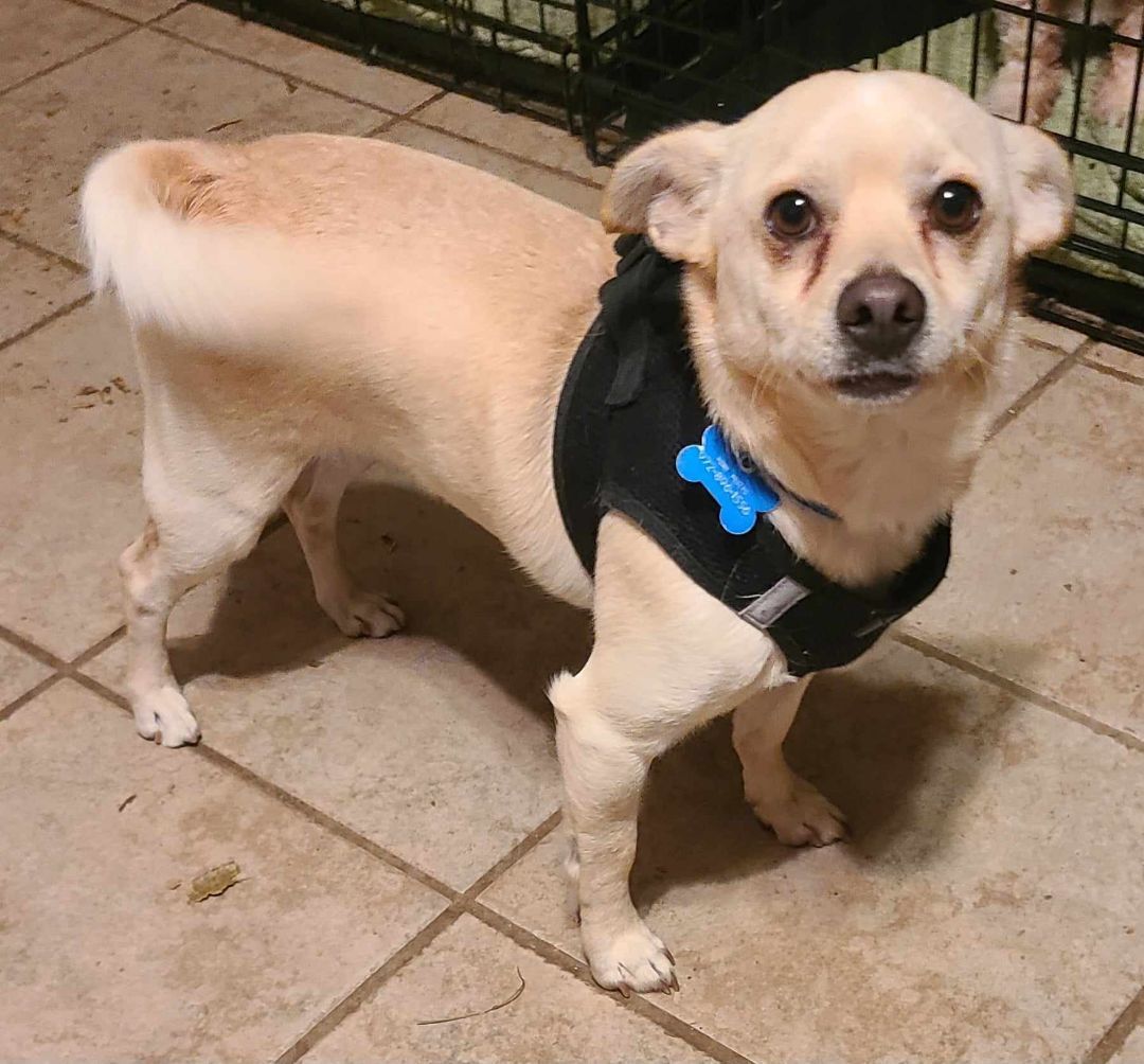 CORKY, an adoptable Chihuahua, Puggle in Grand Prairie, TX, 75050 | Photo Image 5