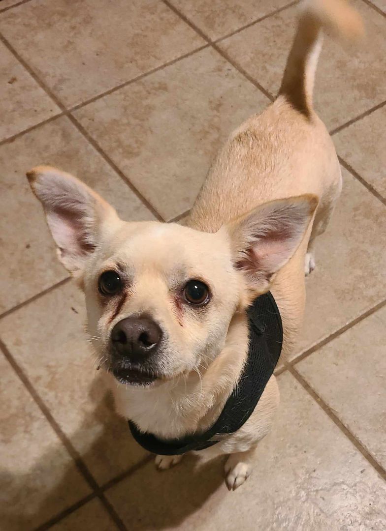 CORKY, an adoptable Chihuahua, Puggle in Grand Prairie, TX, 75050 | Photo Image 6