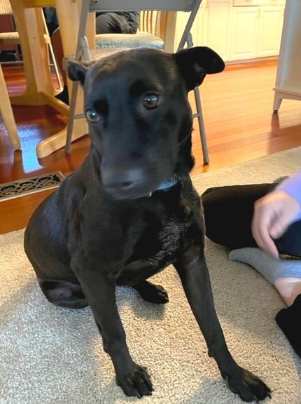 Bailey, an adoptable Labrador Retriever, Whippet in Seattle, WA, 98117 | Photo Image 2