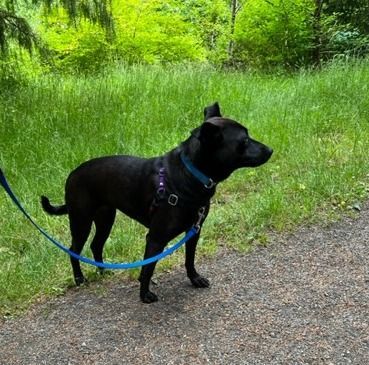 Bailey, an adoptable Labrador Retriever, Whippet in Seattle, WA, 98117 | Photo Image 4