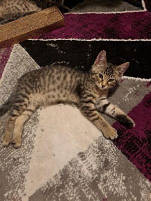 Looking for endless snuggles mischief and lots of laughter A kitten sounds like the perfect fit f