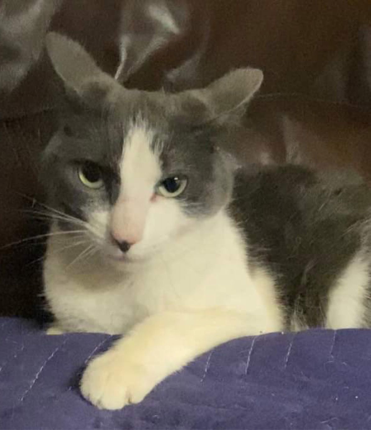 Sasha, an adoptable Domestic Medium Hair in Ridgefield, CT, 06877 | Photo Image 1