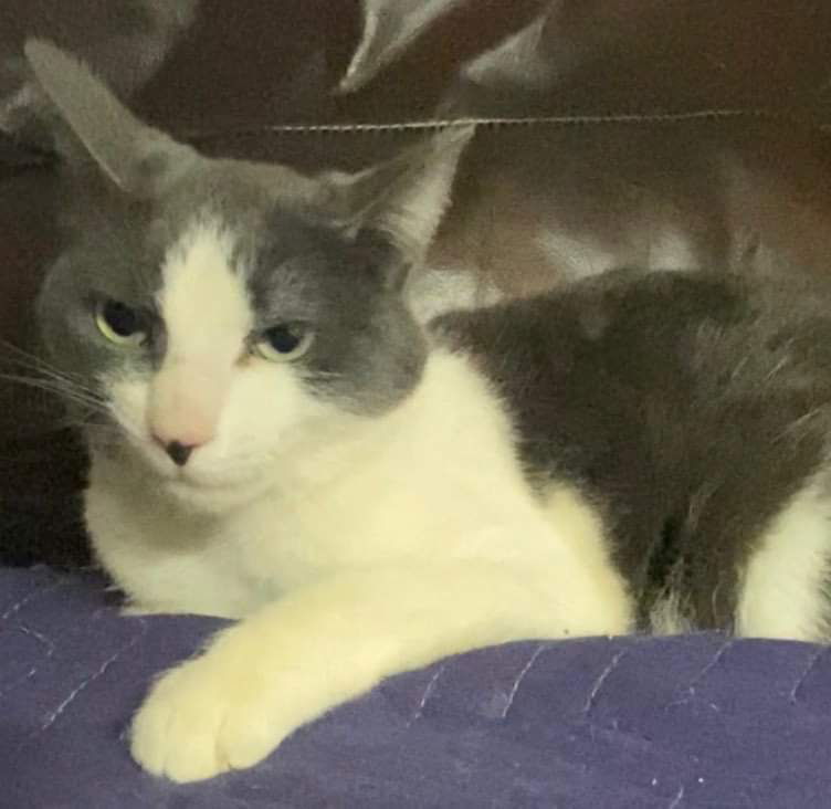 Sasha, an adoptable Domestic Medium Hair in Ridgefield, CT, 06877 | Photo Image 2