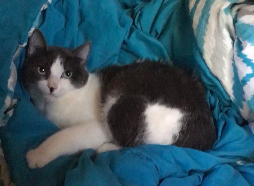 Sasha, an adoptable Domestic Medium Hair in Ridgefield, CT, 06877 | Photo Image 3