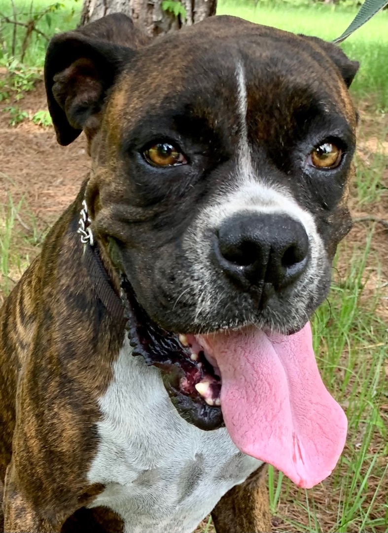 Hazelnut, an adoptable Boxer in Warwick, RI, 02889 | Photo Image 1