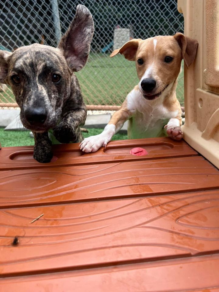 Basi, an adoptable Chihuahua Mix in Winder, GA_image-2