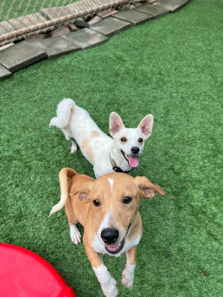 Oscar, an adoptable Chihuahua Mix in Winder, GA_image-2