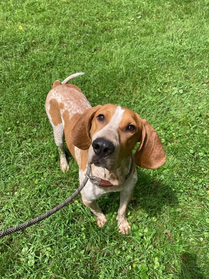Copper, an adopted English Coonhound in Spencer, IN_image-1