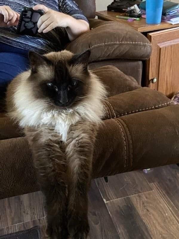 Cat for adoption - Jasper. *Foster Care*, a Himalayan & Siamese Mix in ...