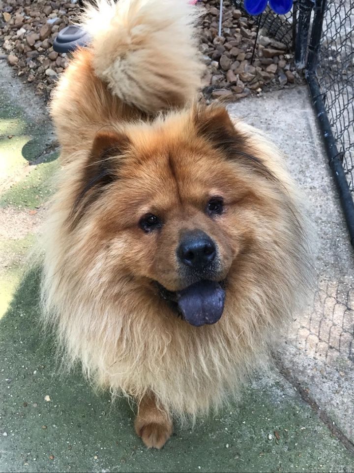 Chow chow for rehoming sale