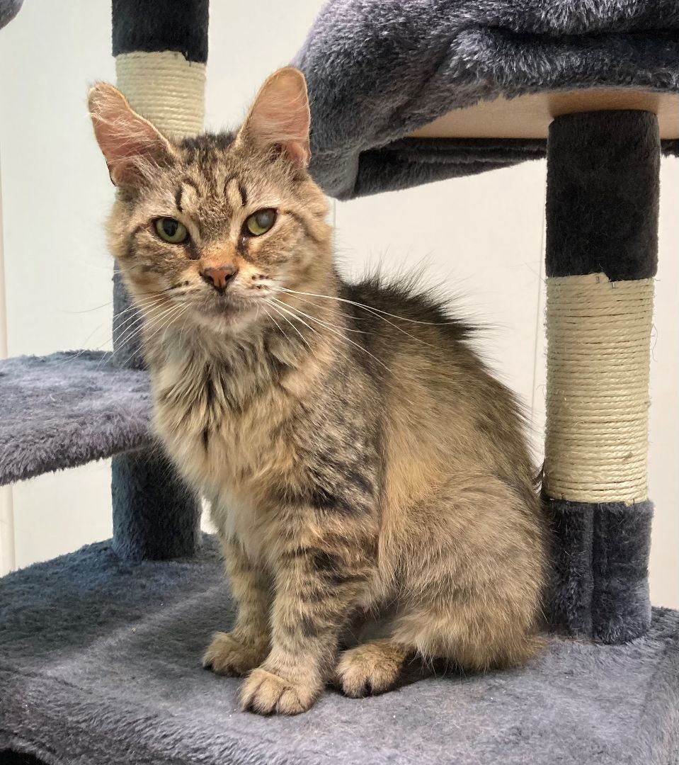 Faline, an adoptable Domestic Medium Hair in Friday Harbor, WA, 98250 | Photo Image 2