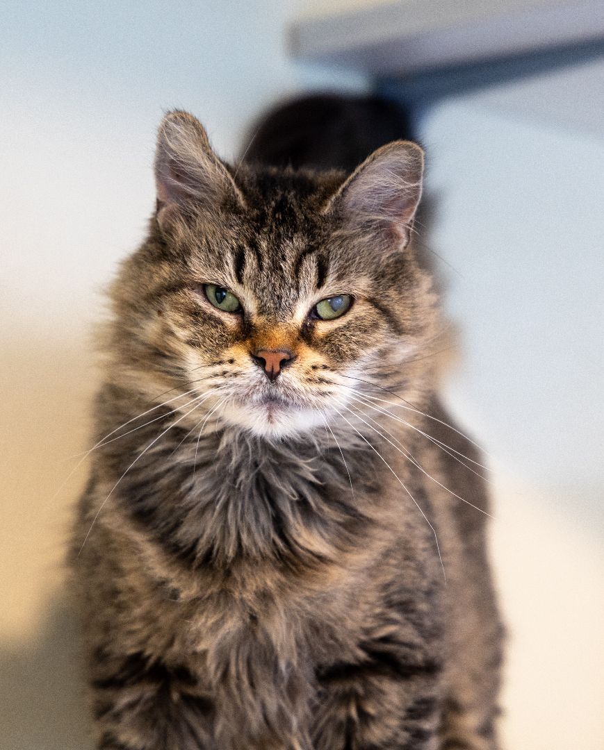 Faline, an adoptable Domestic Medium Hair in Friday Harbor, WA, 98250 | Photo Image 3