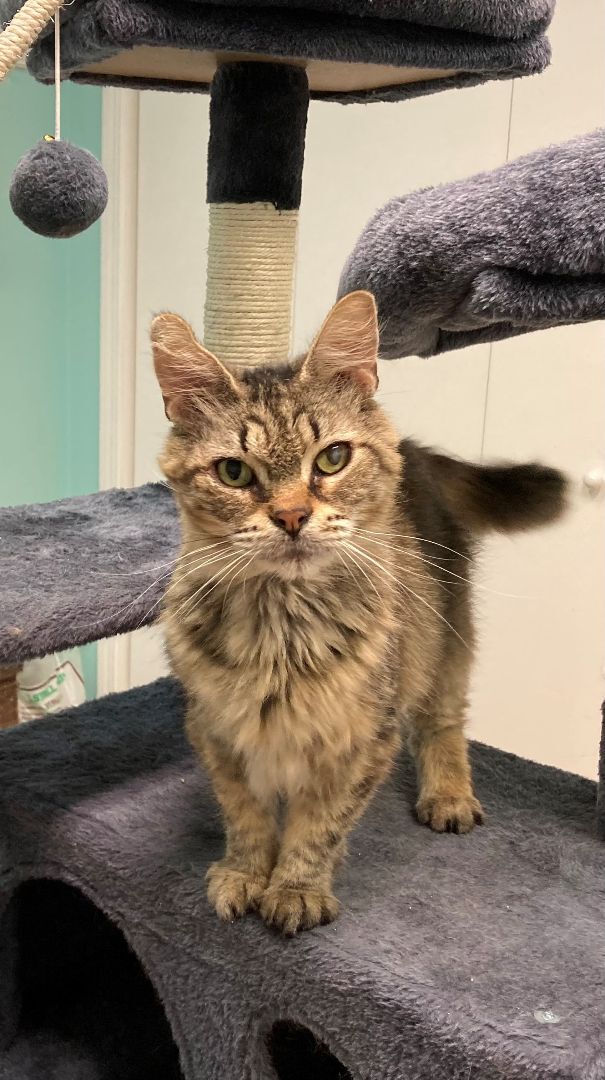 Faline, an adoptable Domestic Medium Hair in Friday Harbor, WA, 98250 | Photo Image 4