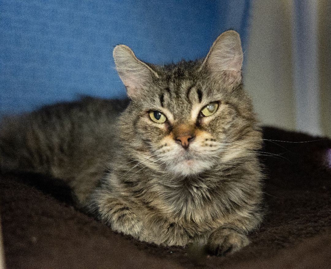 Faline, an adoptable Domestic Medium Hair in Friday Harbor, WA, 98250 | Photo Image 1