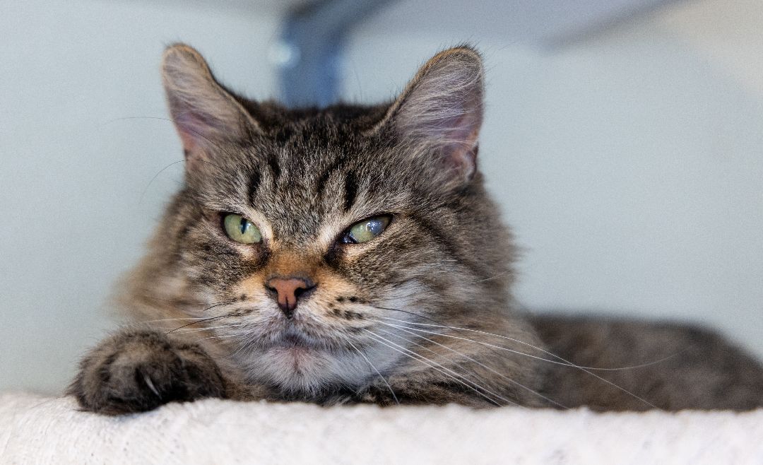 Faline, an adoptable Domestic Medium Hair in Friday Harbor, WA, 98250 | Photo Image 5